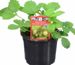 Jordgubbsplanta lat. Fragaria x ananassa 'Merlan'