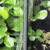 Jordtermometer Nelson Garden PlantStart