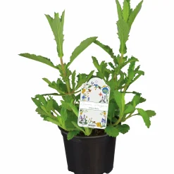 Jätteverbena lat. Verbena bonariensis 'Purple Tower'