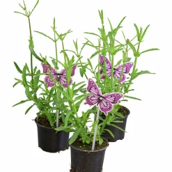 Jätteverbena lat. Verbena bonariensis 'Purple Tower'