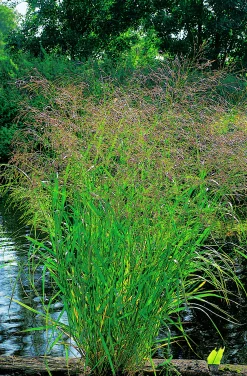 Jungfruhirs 'Squaw' 2L