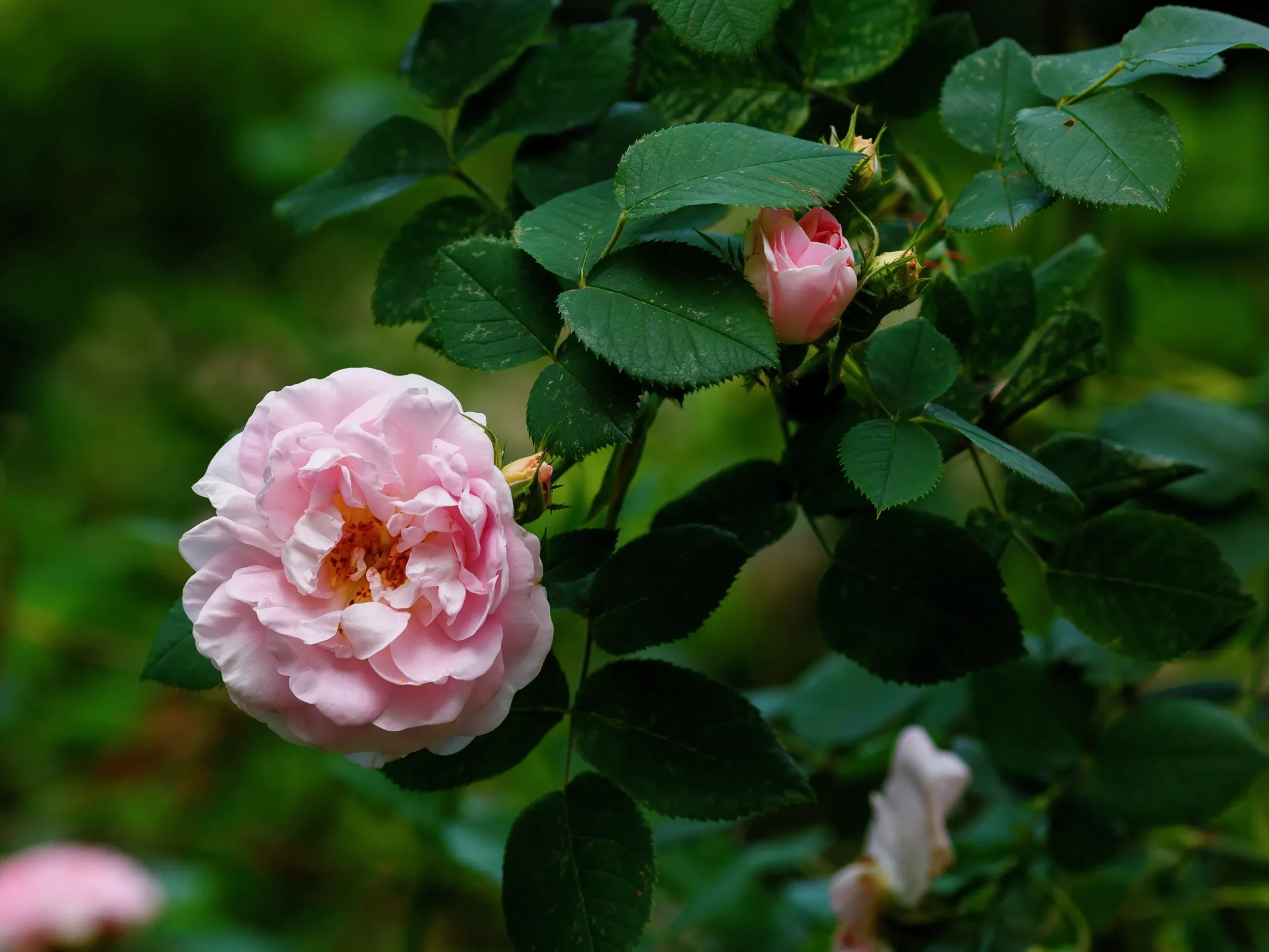 Jungfruros 'Maidens Blush' Barrotad