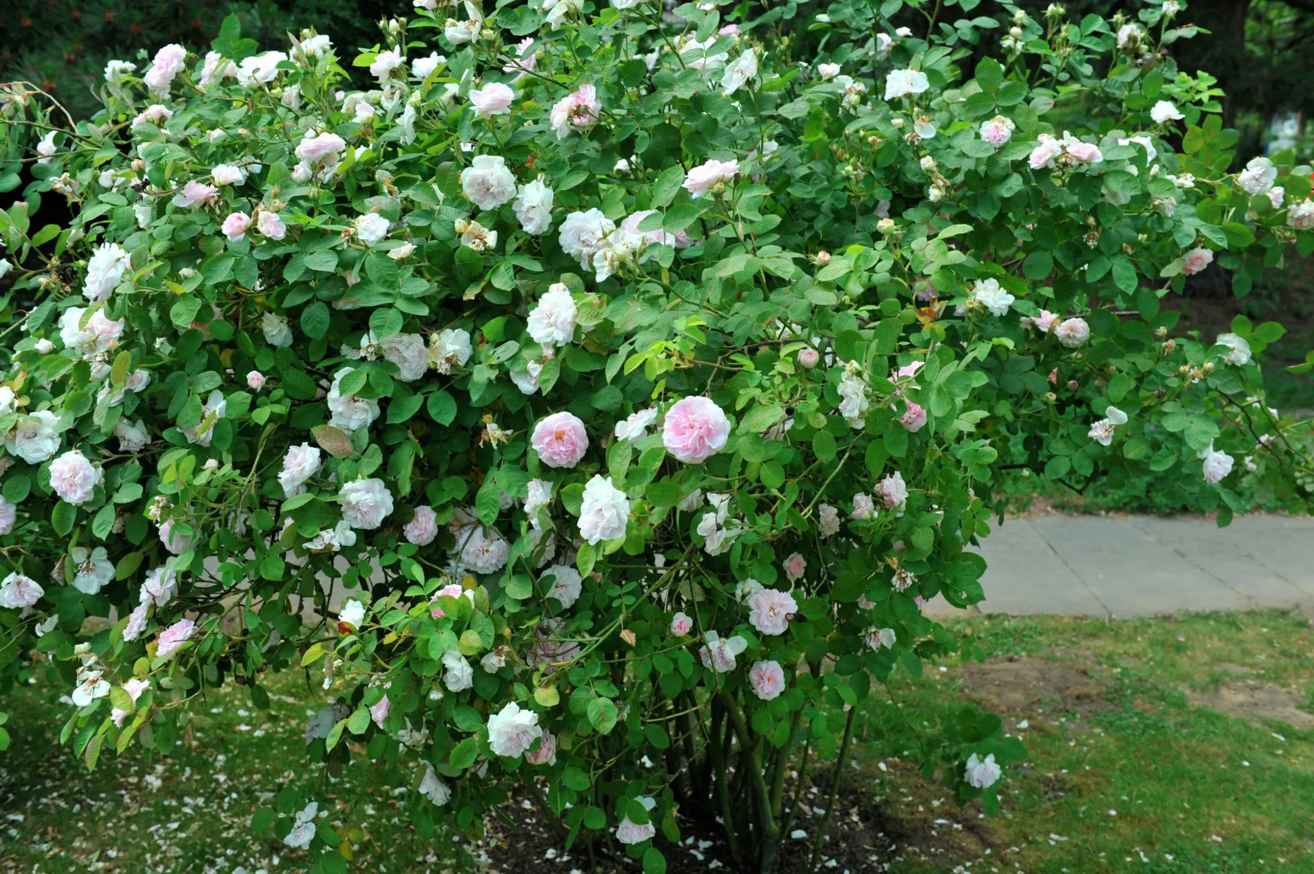 Jungfruros 'Maidens Blush' Barrotad