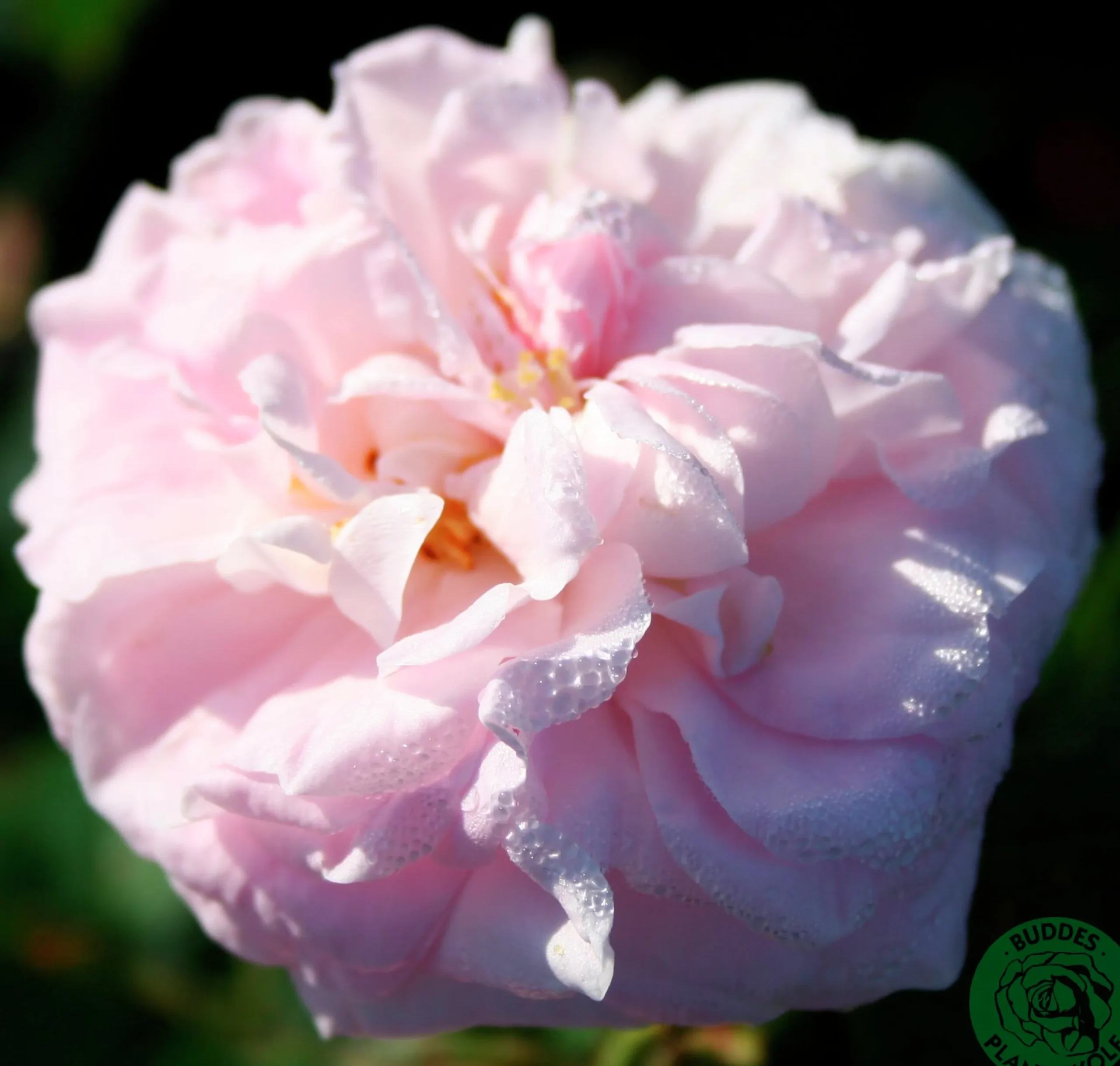 Jungfruros 'Maidens Blush' Barrotad