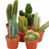 Kaktus Boules Mix 17Cm