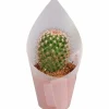 Kaktus Mix i 8,5cm kruka