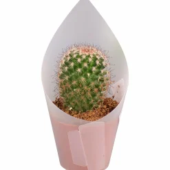 Kaktus Mix i 8,5cm kruka