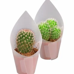 Kaktus Mix i 8,5cm kruka