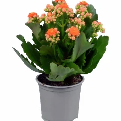 Kalanchoe Dubbel Orange 11cm