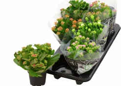 Kalanchoe i 12cm kruka
