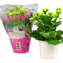 Kalanchoe X 10 Högtid Gul