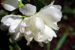 Kameliaschersmin 'Snowbelle'