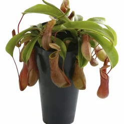 Kannranka lat. Nepenthes
