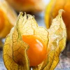 Kapkrusbär lat. Physalis peruviana 11,5cm