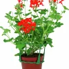Kaskadpelargon lat. Pelargonium Peltatum 'Cascade'