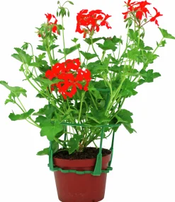Kaskadpelargon lat. Pelargonium Peltatum 'Cascade'