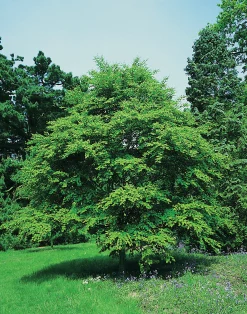 Katsura Krukodlad