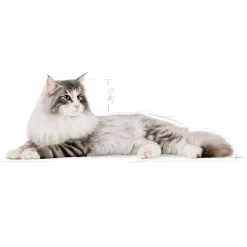Kattmat Royal Canin Adult Norweigian Forest Cat 10kg