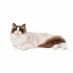 Kattmat Royal Canin Adult Ragdoll 10kg