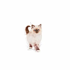 Kattmat Royal Canin Kitten 10kg