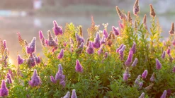 Klasespirea Barrotad