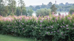Klasespirea Barrotad