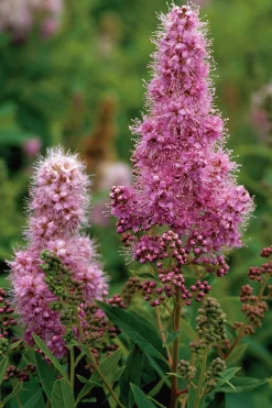 Klasespirea Barrotad