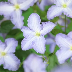 Klematis 'Blue Angel'