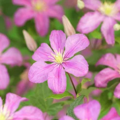 Klematis 'Comtesse de Bouchaud'