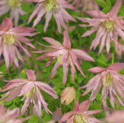 Klematis 'Country Rose'