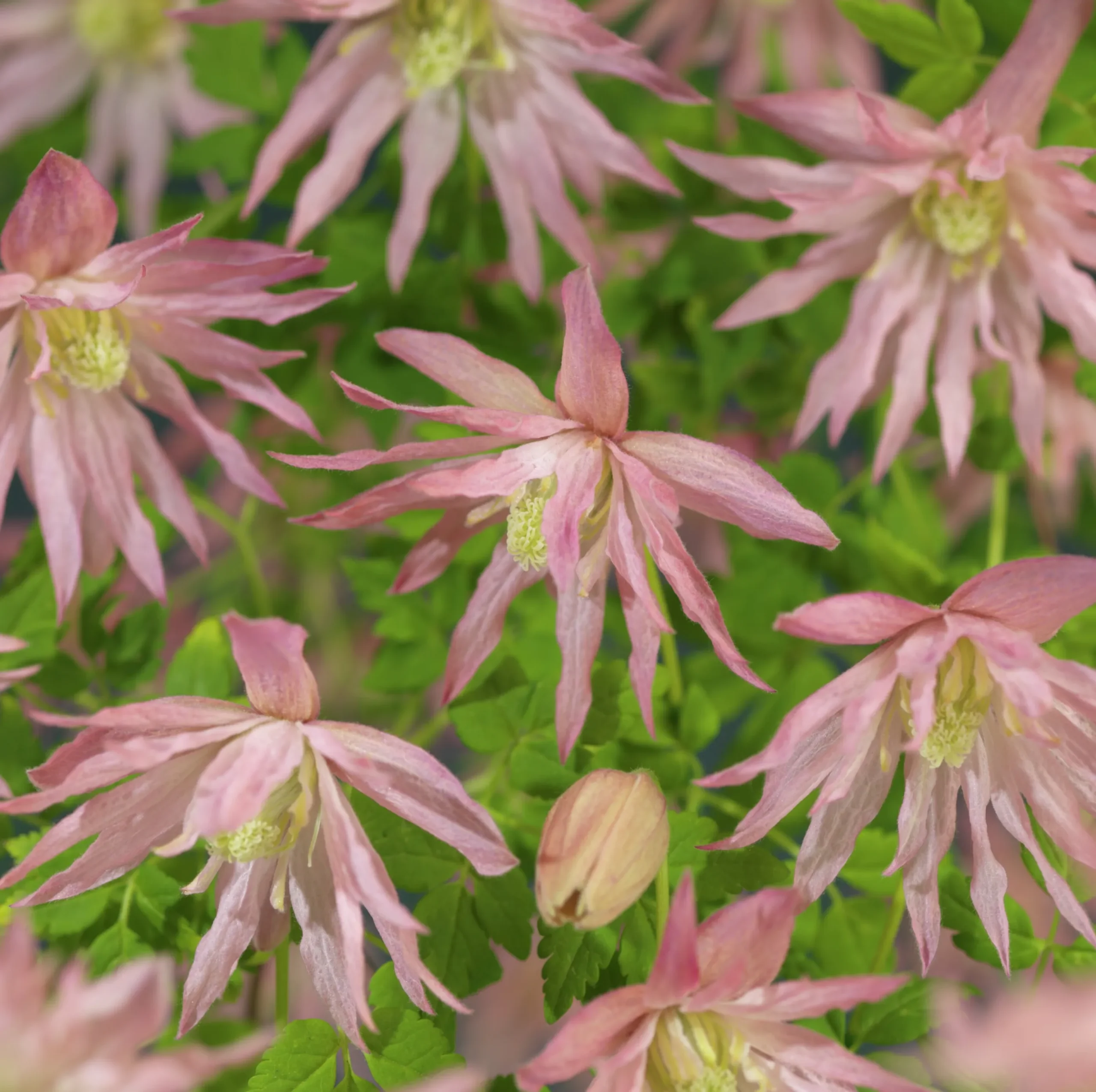 Klematis 'Country Rose'