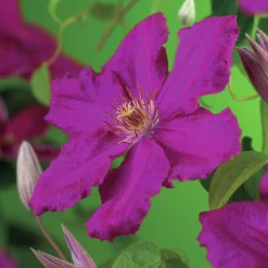 Klematis 'Ernest Markham'