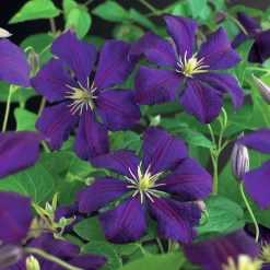 Klematis 'Etolie Violette'