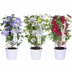 Klematis Evision Mix Båge 19cm kruka