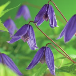 Klematis 'Helsingborg'