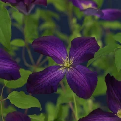 Klematis 'Jackmanii Purpurea'