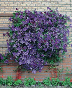 Klematis 'Jackmannii'