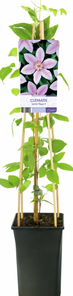 Klematis 'Jan Pawel II'