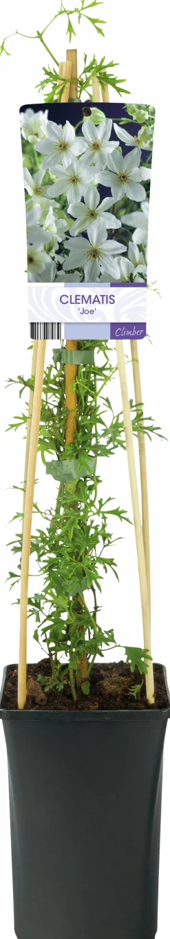 Klematis 'Joe'