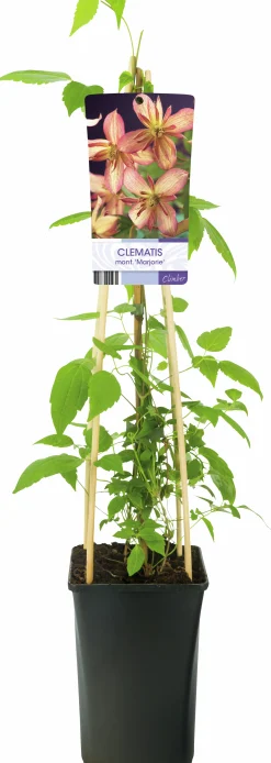 Klematis 'Marjorie'
