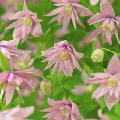 Klematis 'Markham's Pink'