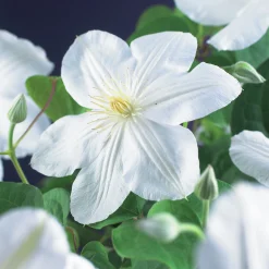 Klematis 'Mevrouw le Coultre'