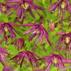 Klematis 'Octopus'