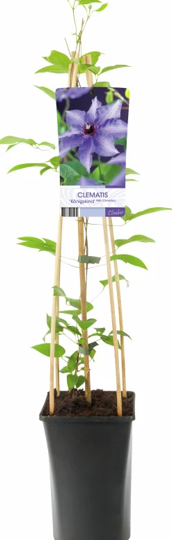 Klematis Patens 'Köningskind'
