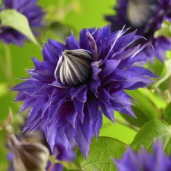 Klematis Patens 'Multi Blue'