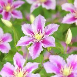 Klematis 'Piilu'