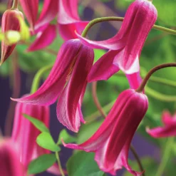 Klematis 'Princess Diana'