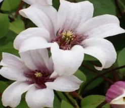 Klematis 'Princess Kate'