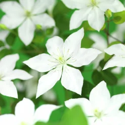 Klematis 'So Many White Flowers'