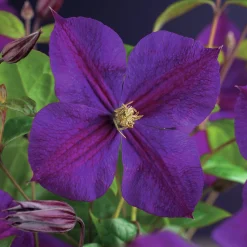 Klematis 'Star of India'